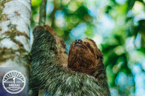 SLOTHS-TOUR-Arenal